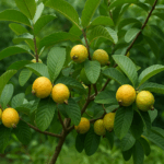Arbusto de Guayaba del Amazonas: El Fruto Dulce que Une la Selva y el Hogar