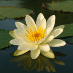 El Lirio de Agua Amazónico: Belleza Flotante y Medicina Ancestral