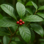 Guayusa: El Arbusto Sagrado que Despierta al Amazonas