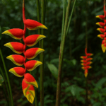 Heliconia rostrata: la planta ornamental de los picos colgantes