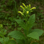 Mapacho sagrado: el tabaco ritual de los pueblos amazónicos (Nicotiana rustica)