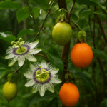 Maracuyá silvestre: la trepadora de flores místicas y frutos medicinales