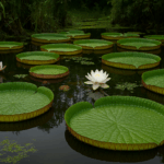Victoria Amazónica: La Flor Gigante y Sagrada de la Selva